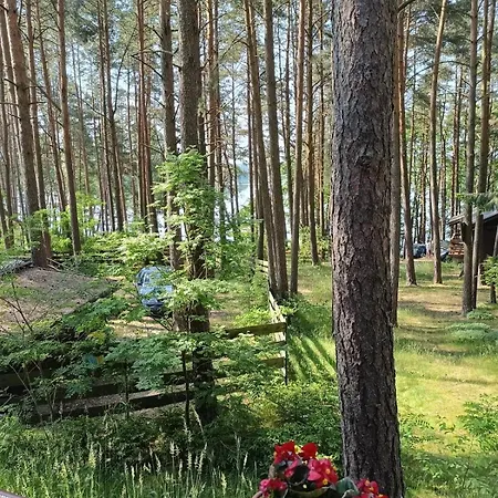 W Ocyplu-ocypelski Spik ,bory Tucholskie 오치펠