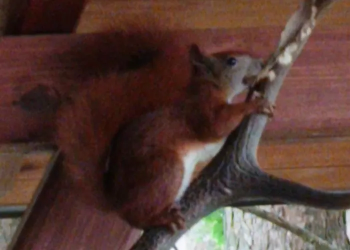 Сasa de vacaciones W Ocyplu-ocypelski Spik ,bory Tucholskie