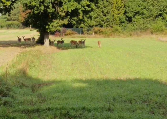 W Ocyplu-ocypelski Spik ,bory Tucholskie Ocypel