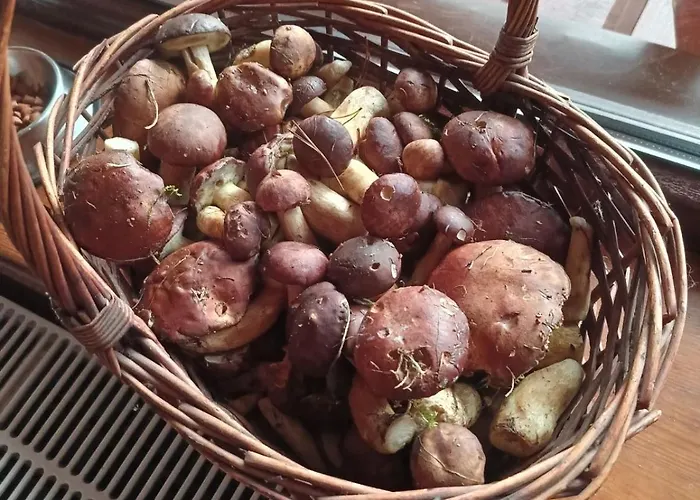 Сasa de vacaciones W Ocyplu-ocypelski Spik ,bory Tucholskie